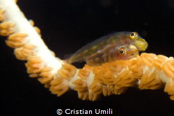 Mandarin fish coupling by Cristian Umili 